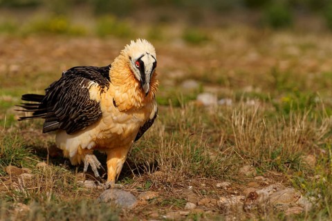 Old bearded vulture (Gypaetus barbatus), foraging, portrait, Catalonia, Pyrenees, Spain, Europe