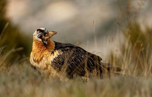 Old bearded vulture (Gypaetus barbatus), sheep's foot, hoof, fur remains, Catalonia, Pyrenees,