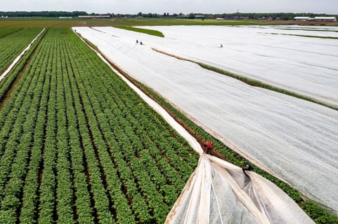 Potato field, fleece cover is removed, the fleece is intended to protect against weather