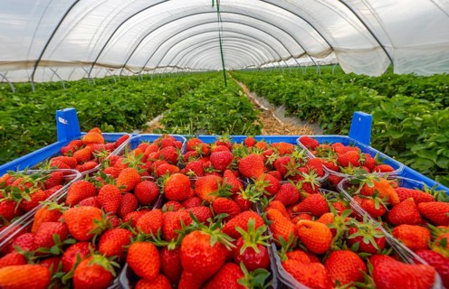 Harvest of strawberries, strawberry cultivation in the open, under a foil tunnel, young strawberry