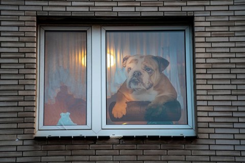 Window decoration in Duisburg-Kaßlerfeld, residential building, large picture of a bulldog on the