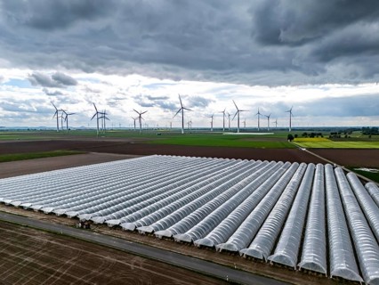 Agriculture, large areas with foil tunnel, for the cultivation of strawberries, freshly cultivated