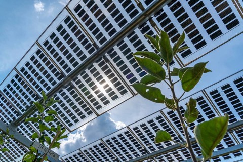 Agri-photovoltaic test plant, an apple orchard with two different systems of PV modules was roofed
