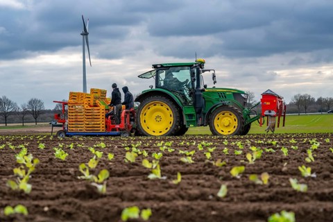 Lettuce plants, in press pots, they are planted in a field with a planting machine, agriculture,