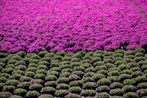 Gardening, plant cultivation, ornamental plants grow in flower pots, outdoors