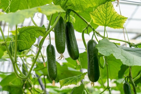 Cultivation of mini cucumbers, snack cucumbers, in a greenhouse, near Straelen, North