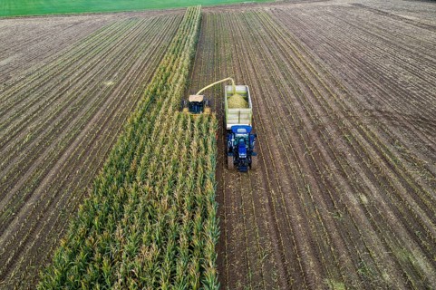 Maize harvest, combine harvester, chopper works its way through a maize field, the silage is pumped