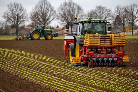 Lettuce plants, in press pots, they are planted in a field with a planting machine, agriculture,