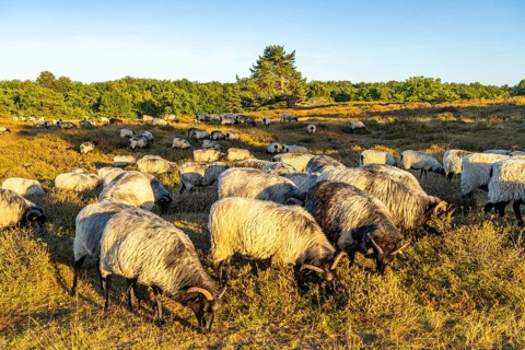 Herd of Heidschnucken, sheep grazing in the Westruper Heide, in the Hohe Mark Westmünsterland