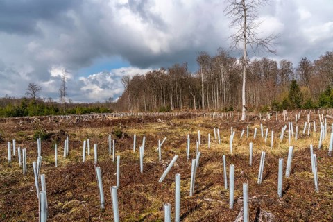 Reforestation in the Arnsberg Forest near Rüthen-Nettelstädt, Soest district, young trees in