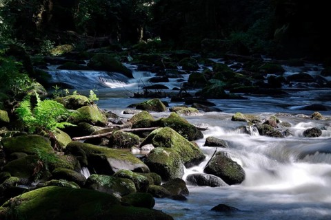 River Wesenitz, Liebethaler Grund, part of the Malerweg, summer, Saxon Switzerland, Saxony,