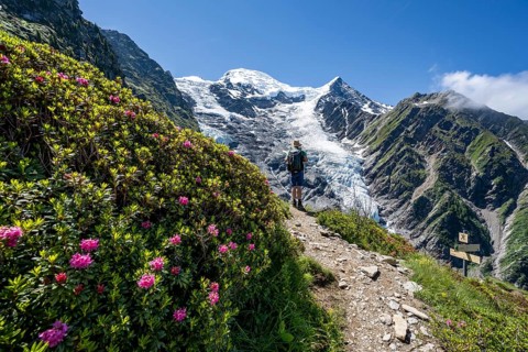 Mountaineer between alpine roses on a hiking trail, impressive mountain landscape with glacier,