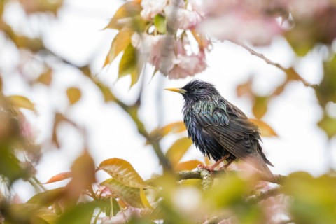 A common starling (Sturnus vulgaris) surrounded by pink flowers and leaves looks to the side,