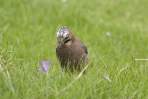 Eurasian jay (Garrulus glandarius) adult bird on a garden lawn with flowering Crocus flowers in