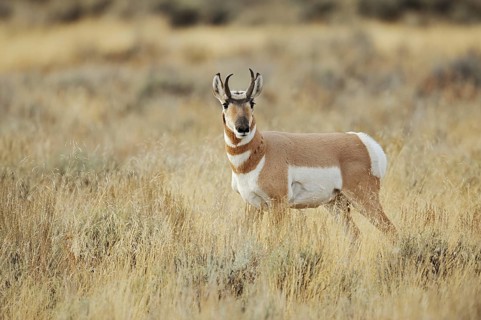 Pronghorn or pronghorn (Antilocapra americana), male, Yellowstone National Park, Wyoming, USA,