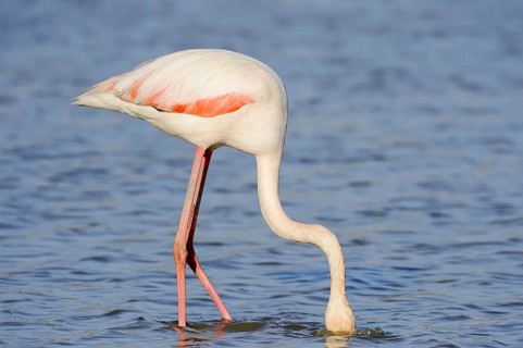 Greater flamingo (Phoenicopterus roseus) foraging, Camargue, Provence, southern France