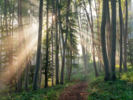 Hiking trail through natural green beech forest in the morning light, the sun shines through the