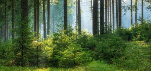 Panorama, spruce forest with natural regeneration, sun shining through morning fog, Thuringian