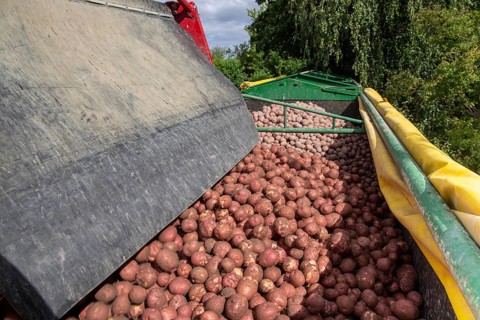 Agriculture harvest of industrial potatoes in the Palatinate. In contrast to table potatoes, these