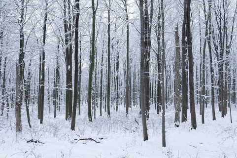 Snow-covered deciduous forest in winter, Hainich National Park, Thuringia, Germany, Europe