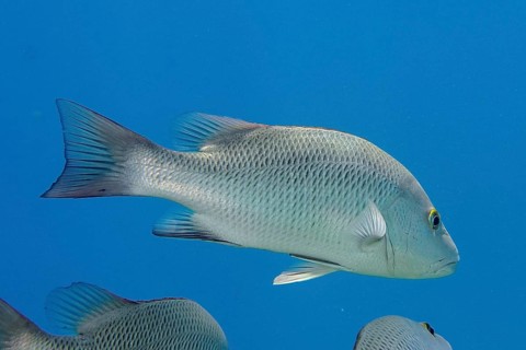 Mangrove red snapper (Lutjanus argentimaculatus), dive site House Reef, Mangrove Bay, El Quesir,