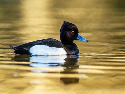 Male of Tufted Duck, Aythya fuligula, bird on water at winter time