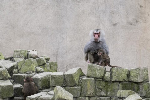 Hamadryas baboons (Papio hamadryas), Emmen Zoo, Netherlands