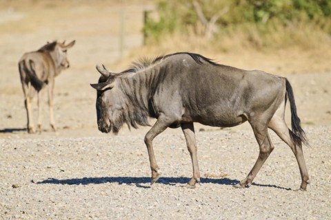Blue wildebeest (Connochaetes taurinus) walking in the dessert, captive, distribution Africa