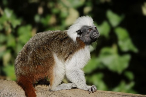 Cotton-top tamarin (Saguinus oedipus), captive, occurrence in Colombia