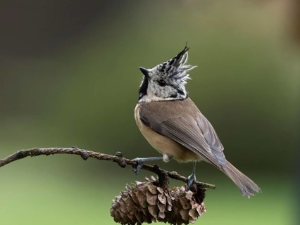 Crested Tit (Lophophanes cristatus) sitting on a lark branch covered with cones, North