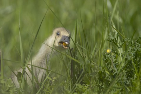 Greylag goose (Anser anser) juvenile baby gosling bird feeding on a Buttercup flower in grassland,
