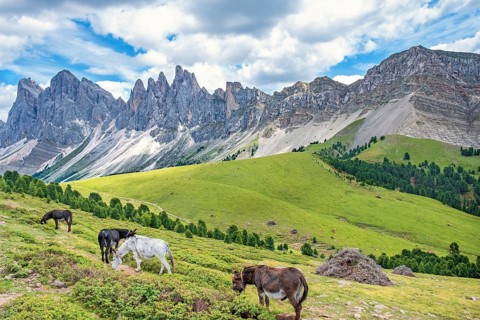Donkeys grazing on a alp meadow at the mighty Odle Group mountains in the Dolomites, Ortisei, Val