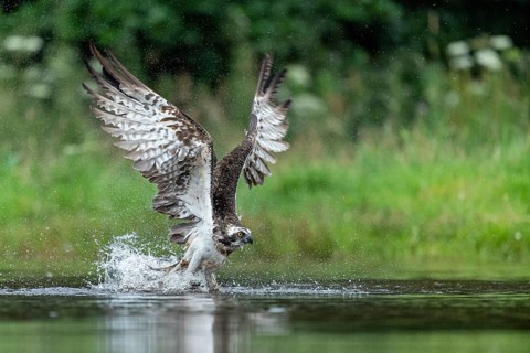 Western osprey (Pandion haliaetus) hunting, Aviemore, Scotland, Great Britain