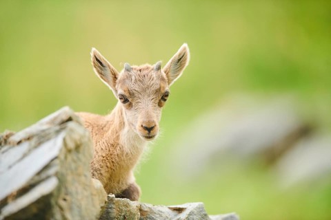Alpine ibex (Capra ibex) youngster, lying on a rock, wildlife Park Aurach near Kitzbuehl, Austria,