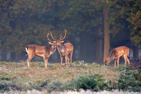 Three fallow deer (Dama dama) in a clearing in the forest, Lower Rhine, North Rhine-Westphalia,