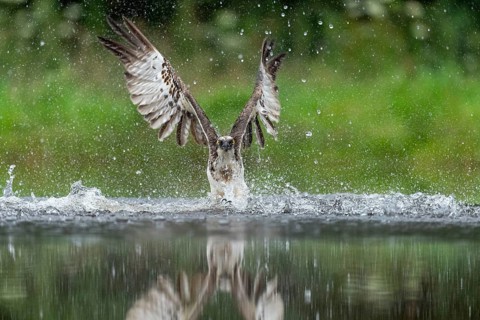 Western osprey (Pandion haliaetus) hunting, Aviemore, Scotland, Great Britain