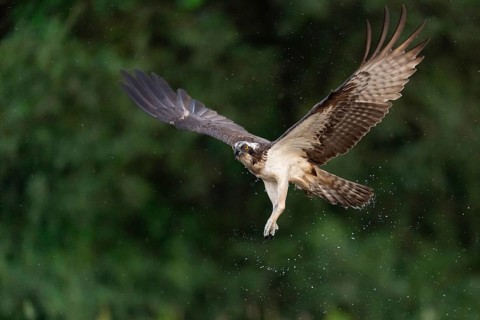 Western osprey (Pandion haliaetus) hunting, Aviemore, Scotland, Great Britain