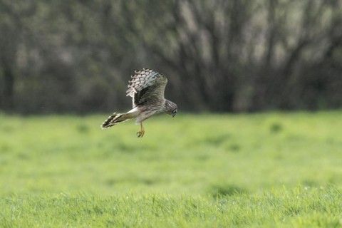 Hen harrier (Circus cyaneus), Emsland, Lower Saxony, Germany, Europe