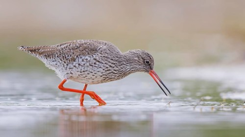 Redshank (Tringa totanus) Snipe bird, searching for food in the mud, shallow water zone, Toledo,
