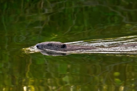 Eurasian beaver, European beaver (Castor fiber) swimming in stream in summer