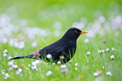 Common blackbird, Eurasian blackbird (Turdus merula) male foraging in grassland, meadow