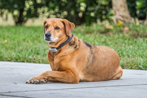 Pet dog with invisible fence collar lying on sidewalk in residential area of Green Cove Springs,