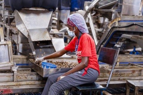 KAJU, cashew factory. Employees picking out the whole nuts from the shells on a conveyor belt,