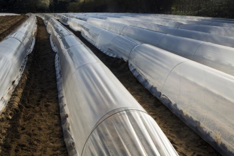 Plastic sheeting cloches protecting early vegetable crop in field, Hollesley, Suffolk, England,