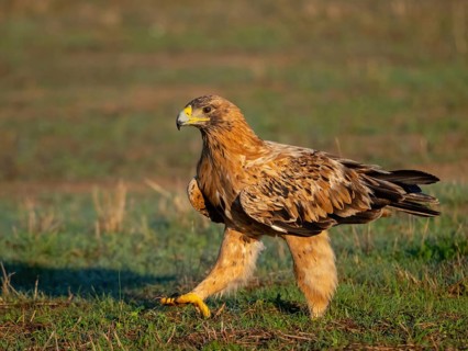 Spanish imperial eagle (Aquila adalberti), El Millaron Imperial Eagle Hid, Salorino, Extremadura