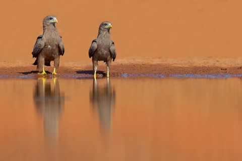 Black Kite, (Milvus aegyptius), Morgan Kunda lodge / road to Kat, Jajari, North Bank, Gambia,