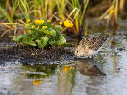Temminck's Stint (Calidris temminckii), foraging at edge of stream, Finnmark, Norway, Europe