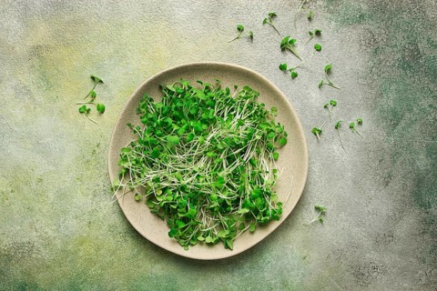 Fresh micro-greenery, on a plate, top view, no people
