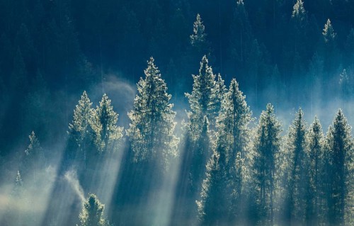 Fog and forest in Oberägeri in the canton of Zug, Switzerland, Europe