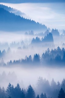Fog and forest in Oberägeri in the canton of Zug, Switzerland, Europe